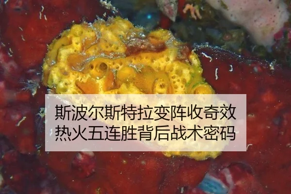 斯波尔斯特拉变阵收奇效 热火五连胜背后战术密码